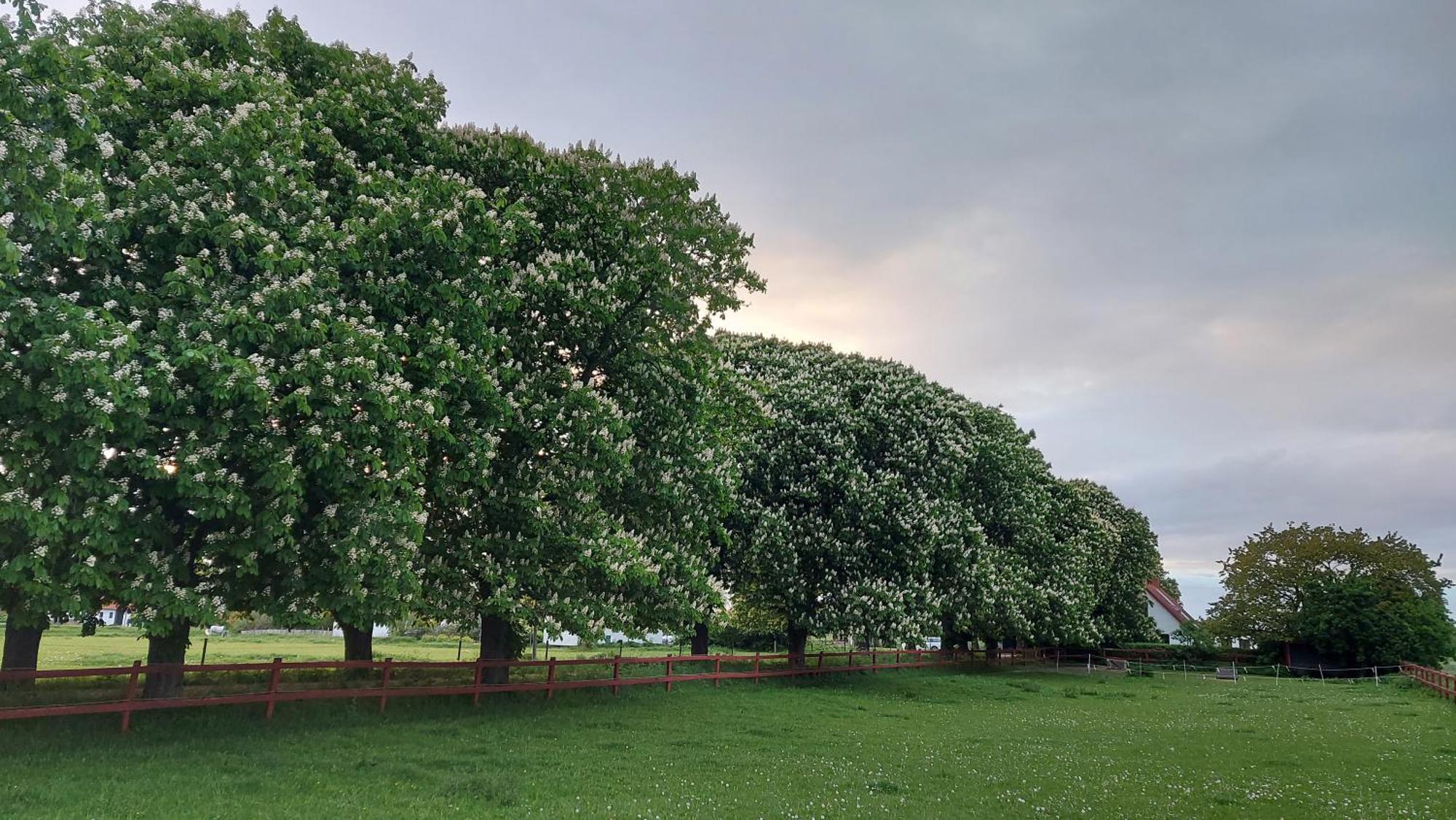 Lantligt Och Lugnt Boende Naera Natur Och Stad Svedala Dış mekan fotoğraf